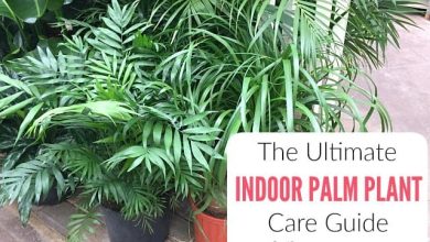 Photo of Indoor Palm Tree Care: [Soil, Humidity, Pruning and Problems]
