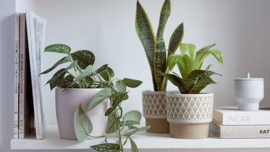 Photo of Indoor plant care in winter