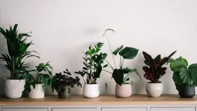 Photo of Indoor Plants [32 Examples, Types and Names]