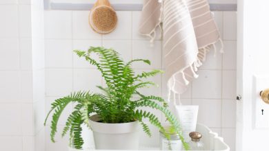 Photo of Indoor plants to have in the bathroom