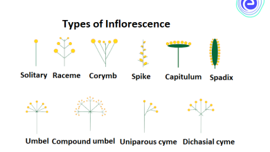 Photo of Inflorescence: [Concept, Characteristics and Types]