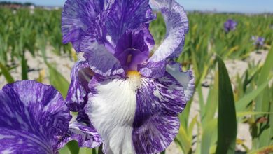 Photo of Iris Germanica: [Planting, Care, Irrigation, Substrate and Pests]