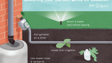 Photo of Irrigation on Vacation: 3 simple systems to water plants