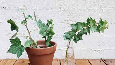 Photo of Ivy Cuttings: [Concept, Time, Rooting and Planting]