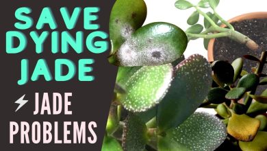 Photo of Jade Care: [Earth, Humidity, Pruning and Problems]