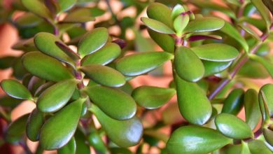 Photo of Jade Tree or Jade Plant: [Cultivation, Care, Substrate and Irrigation]