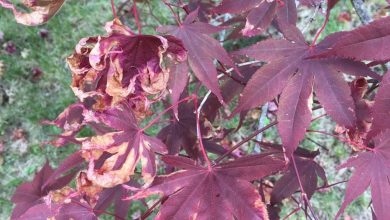 Photo of Japanese Maple Diseases: What You Should Know