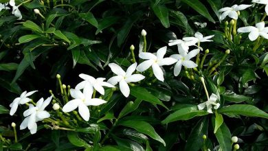 Photo of Jasmine Care: [Soil, Humidity, Pruning and Problems]