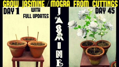 Photo of Jasmine Cuttings in Water: [Grafts, Time, Rooting and Planting]