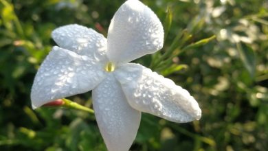 Photo of Jasminum officinale: [Cultivation, Care, Pests and Diseases]