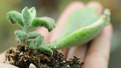 Photo of Kalanchoe cuttings: [Grafts, Time, Rooting and Planting]