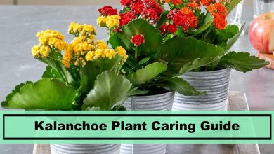 Photo of Kalanchoe plant: description and care