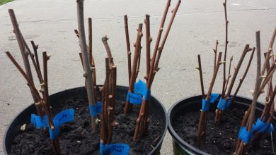 Photo of Kiwi Cuttings: [Grafts, Time, Rooting and Planting]