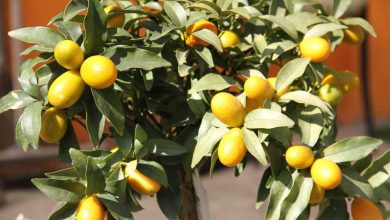 Photo of Kumquat Care: [Soil, Humidity, Pruning and Problems]