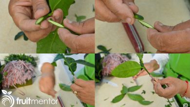 Photo of Kumquat cuttings: [Grafts, Time, Rooting and Planting]