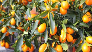 Photo of Kumquats: [Planting, Care, Irrigation, Substrate, Pests and Diseases]