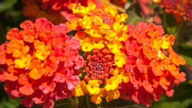 Photo of Lantana: [Cultivation, Care, Irrigation, Substrate, Pests and Diseases]