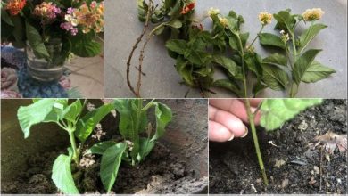 Photo of Lantana Cuttings: [Grafts, Time, Rooting and Planting]
