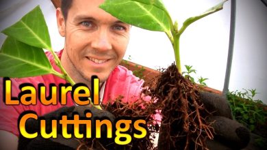 Photo of Laurel Cuttings: [Grafts, Time, Rooting and Planting]