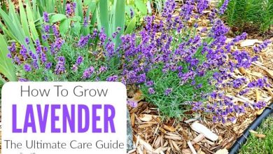 Photo of Lavender Care: [Soil, Humidity, Pruning and Problems]