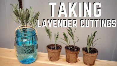 Photo of Lavender Cuttings: [Concept, Time, Rooting and Planting]