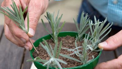 Photo of Lavender Cuttings in Spring: [Grafts, Time, Rooting and Planting]