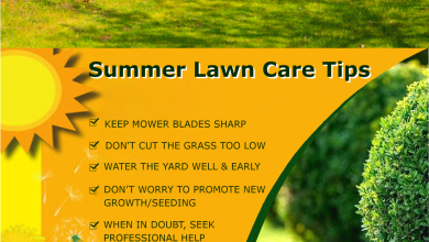 Photo of lawn care in summer