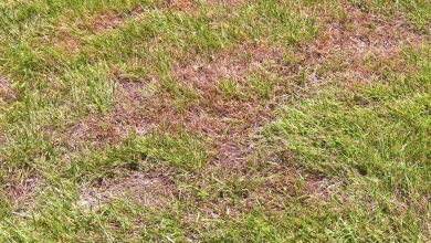Photo of Lawn Pests and Diseases: [Detection, Causes and Solutions]