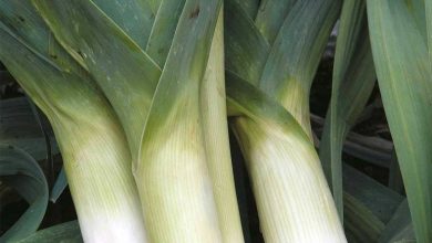 Photo of Leek pests and diseases: Complete guide with photos