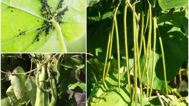 Photo of Legumes: What are they? How are they planted? What pests and diseases do they have?