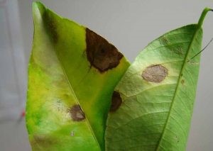 Photo of Lemon tree diseases: yellow leaves, brown spots…