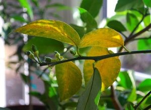 Photo of Lemon Yellow Leaf Disease: What is it and how to treat it?