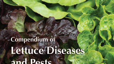 Photo of Lettuce: The 6 most important pests and diseases