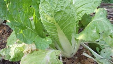 Photo of Lettuces: bitten leaves, lettuce bugs and other problems