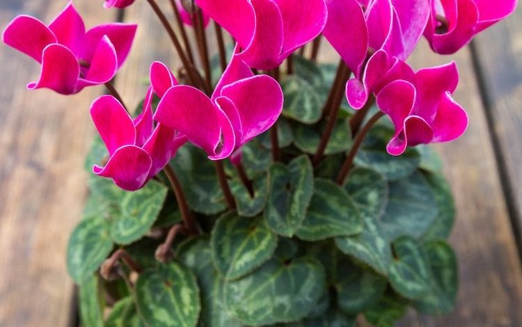 List of [16] Indoor Plants that Bloom All Year - Complete Gardering
