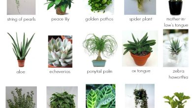 Photo of List of [20] Tropical Plants with Images and Care