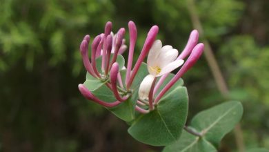 Photo of Lonicera Implexa: [Cultivation, Irrigation, Associations, Pests and Diseases]