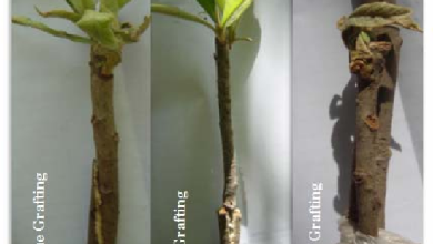Photo of Loquat Cuttings: [Grafts, Time, Rooting and Planting]
