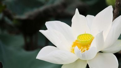 Photo of Lotus Flower: [Complete Guide to Plant and Care]