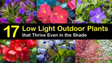 Photo of Low Sun Gardens: Which Garden Plants Require Low Light