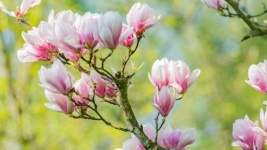 Photo of Magnolia flower: how to make your tree bloom