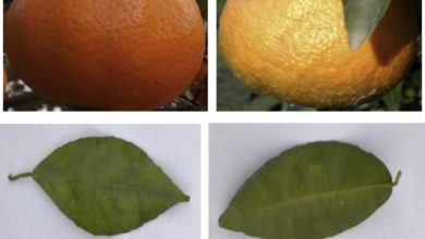 Photo of Mandarin Diseases: [Characteristics, Types, Detection and Treatment]