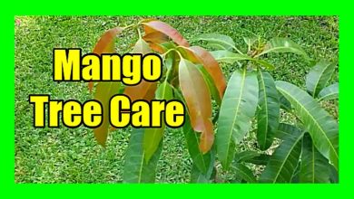 Photo of Mango Care: [Soil, Humidity, Pruning and Problems]