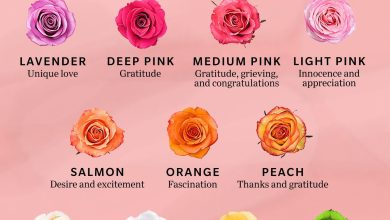Photo of Meaning of the color of roses: what do you mean?