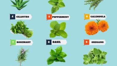 Photo of Medicinal garden: 10 beneficial plants that help us