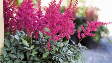 Photo of Meet the astilbe: care and use in floristry