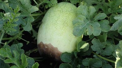 Photo of Melon Pests and Diseases: Complete Guide with Photos