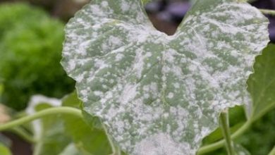Photo of Mildew: What is it? How do we detect it? How do we treat it?