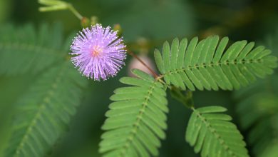 Photo of Mimosa pudica care