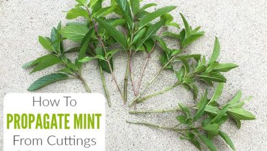 Photo of Mint Cuttings: [Grafts, Time, Rooting and Planting]